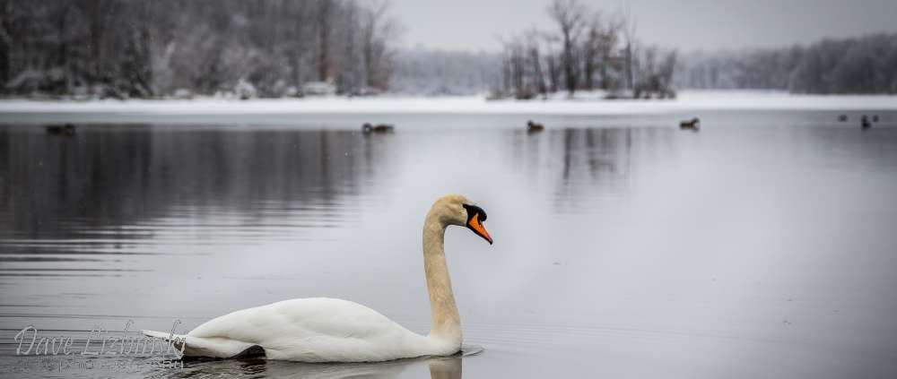 8 Beech Mountain Swan Winter 2.jpg